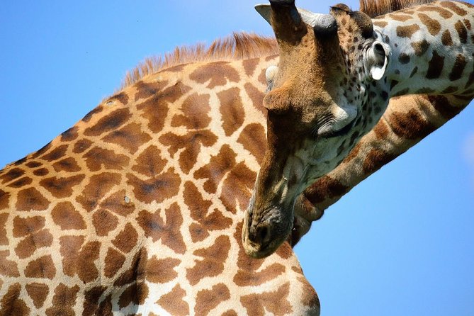 half Day TOURS/NAIROBI NATIONAL PARK/ELEPHANT & GIRAFFE CENTRE - The elephant orphanage and its narrow opening window