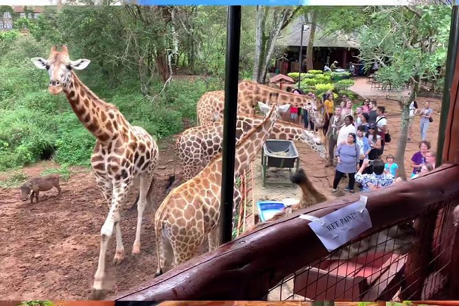 half Day TOURS/NAIROBI NATIONAL PARK/ELEPHANT & GIRAFFE CENTRE - What to expect from the giraffe-centre portion