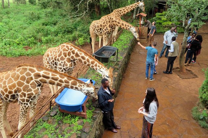 half Day TOURS/NAIROBI NATIONAL PARK/ELEPHANT & GIRAFFE CENTRE - What the $90 price really offers