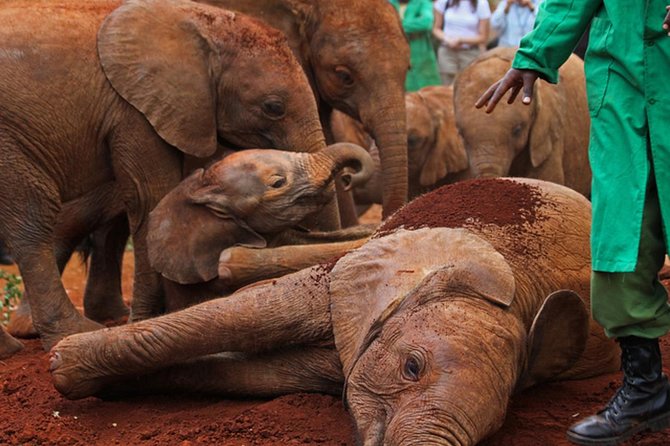 half Day TOURS/NAIROBI NATIONAL PARK/ELEPHANT & GIRAFFE CENTRE - Who should book this experience?