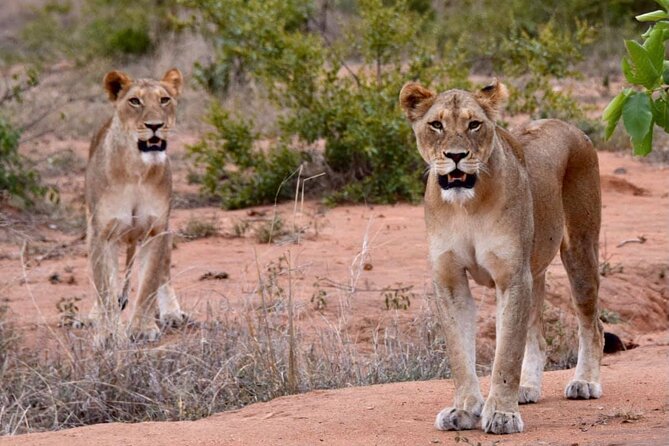 Half day wildlife tour to Nairobi National Park Game Drive with Pickup/Drop off - Why Nairobi National Park works for a half-day safari