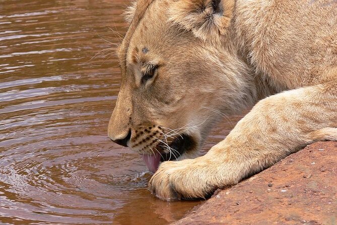 Half day wildlife tour to Nairobi National Park Game Drive with Pickup/Drop off - Sunrise pickup and the ride into the park