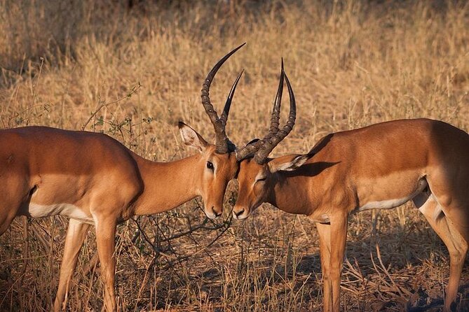 Half day wildlife tour to Nairobi National Park Game Drive with Pickup/Drop off - The ivory burning site and its meaning
