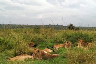 Half day wildlife tour to Nairobi National Park Game Drive with Pickup/Drop off