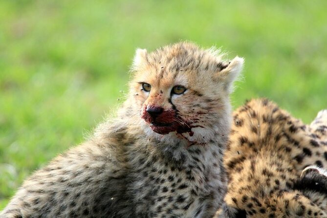 Half day wildlife tour to Nairobi National Park Game Drive with Pickup/Drop off - The park fee changes the real price