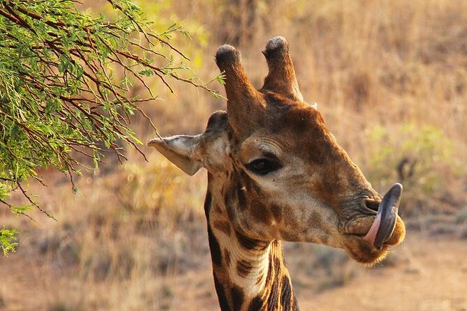 Half day wildlife tour to Nairobi National Park Game Drive with Pickup/Drop off - What the guide adds to the experience