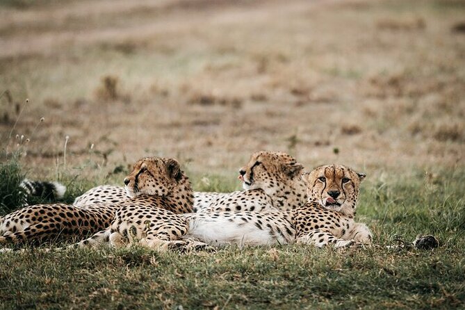 Half day wildlife tour to Nairobi National Park Game Drive with Pickup/Drop off - Who should book this Nairobi safari
