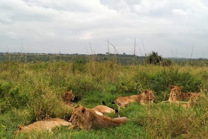Half day wildlife tour to Nairobi National Park Game Drive with Pickup/Drop off - Four hours among Nairobi’s wild animals