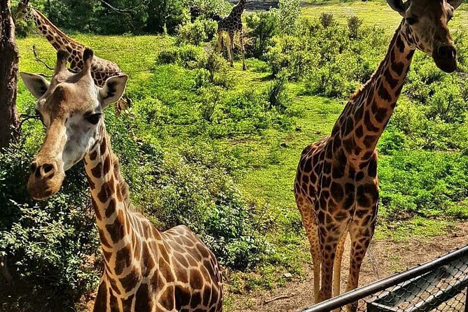 Haller Park Half-Day Tour from Mombasa - Key points to know before booking