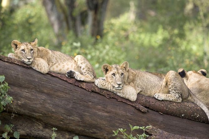 Haller Park Half-Day Tour from Mombasa - Why Haller Park makes a worthwhile Mombasa outing