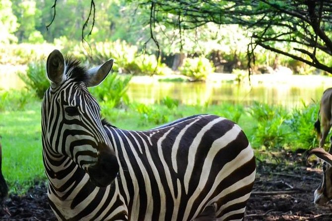 Haller Park Half-Day Tour from Mombasa - From limestone quarry to living habitat