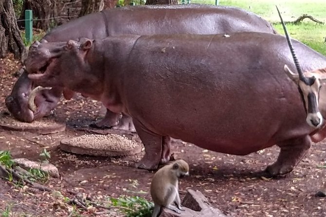 Haller Park Tour observing hippos, giraffes, birds, monkeys, crocs & others - Why Haller Park works as a Mombasa wildlife stop