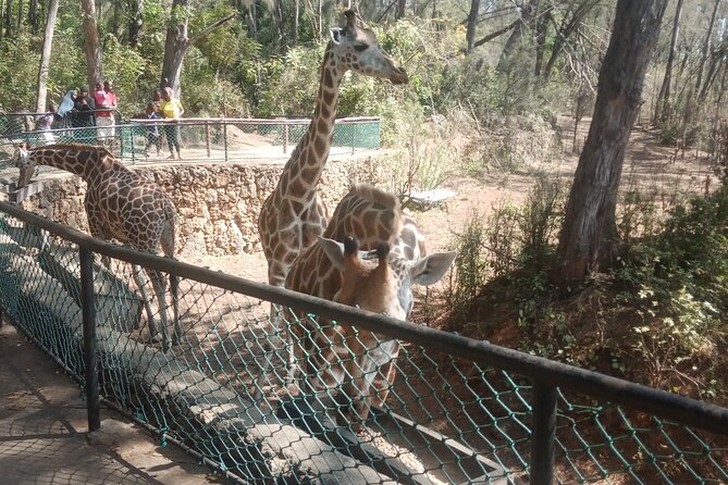 Haller Park Tour observing hippos, giraffes, birds, monkeys, crocs & others - Giraffe feeding and the closest animal encounter