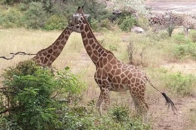 Haller Park Tour observing hippos, giraffes, birds, monkeys, crocs & others
