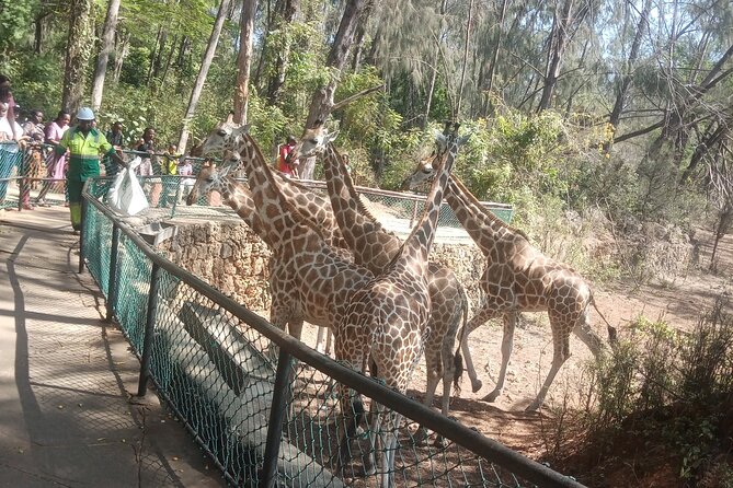 Haller Park Tour observing hippos, giraffes, birds, monkeys, crocs & others - Buffalo, zebras, elands, and waterbucks