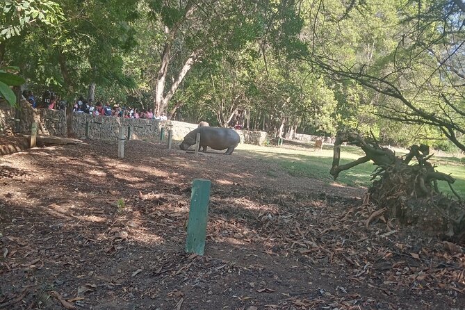 Haller Park Tour observing hippos, giraffes, birds, monkeys, crocs & others - Monkeys, tortoises, and the birdlife