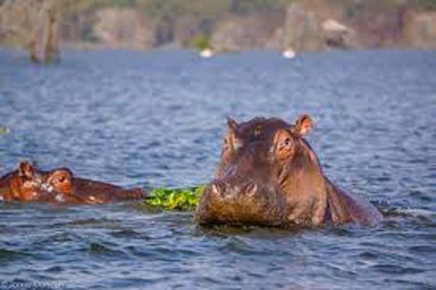 HELL'S GATE AND LAKE NAIVASHA BOAT RIDE FROM NAIROBI. - Cycling through Hell’s Gate National Park
