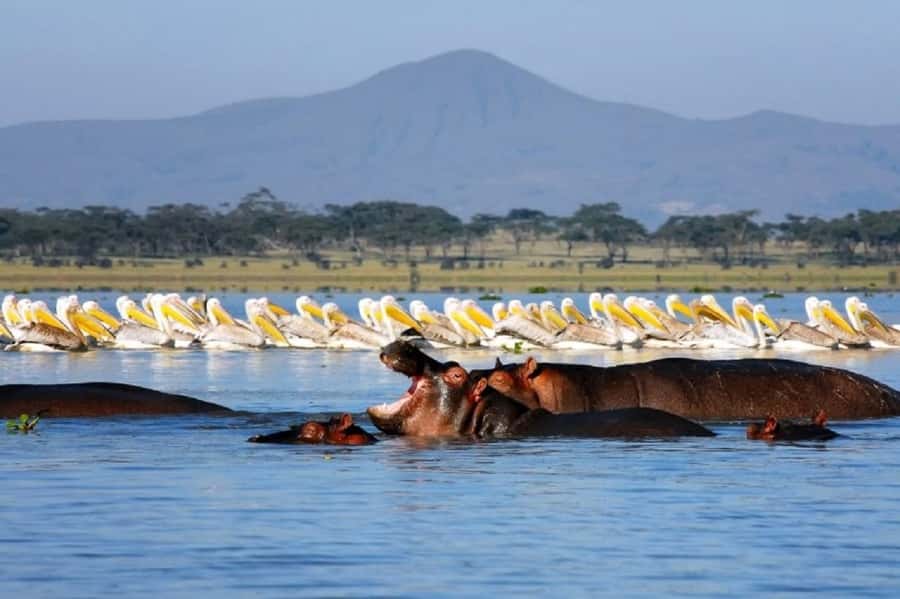 HELL'S GATE AND LAKE NAIVASHA BOAT RIDE FROM NAIROBI. - Lake Naivasha and the one-hour boat ride