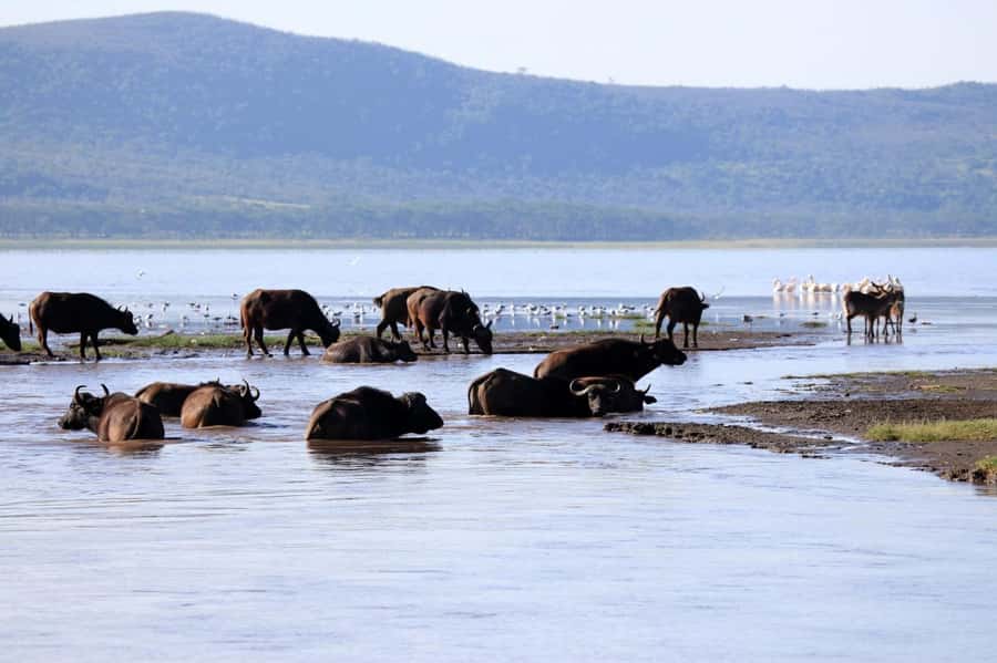 Hell's Gate and Lake Naivasha Guided Day Trip - Why Hell’s Gate works so well as a day trip