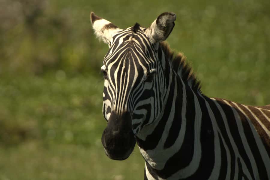Hell's Gate & Lake Naivasha: Bike Tour, Hike & Boat Ride - Cycling beside zebras and gazelles
