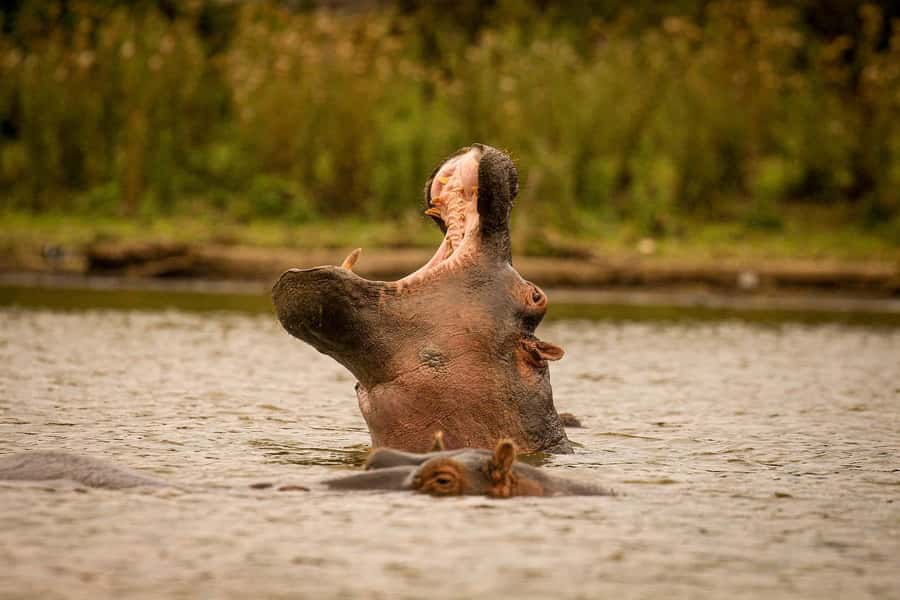 Hell's Gate National Park And Lake Naivasha Day Trip - Lunch and the choice to add the lake cruise