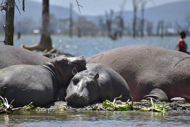 Hell's Gate National Park and Lake Naivasha Private Tour - How the guides shape the experience