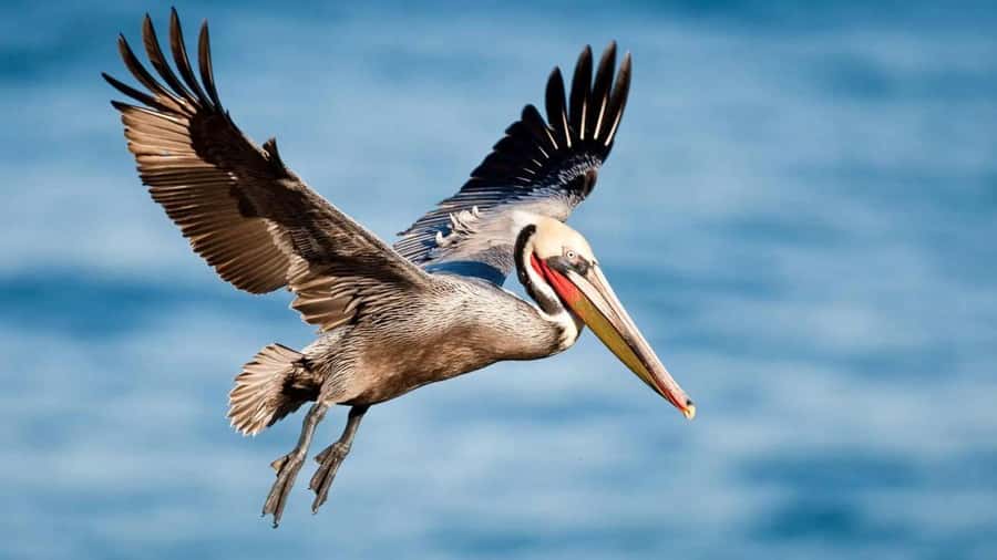 Hell's Gate National Park Day Trip With Baot Ride Tour - The optional Lake Naivasha boat ride