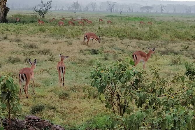 Hell's Gate National Park Private Bike Tour from Nairobi - Leaving Nairobi at 7am for the Great Rift Valley