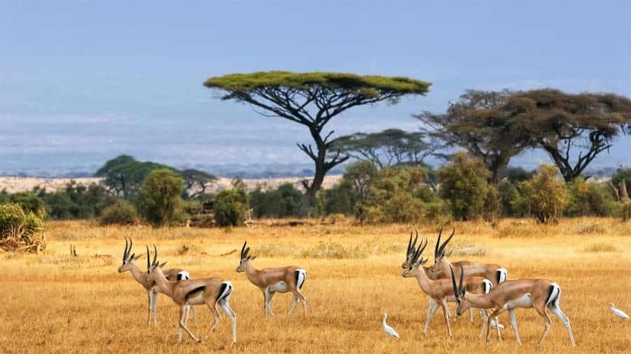 Hells Gate National Park and Lake Naivasha Day Tour - Cycling among animals at Hells Gate