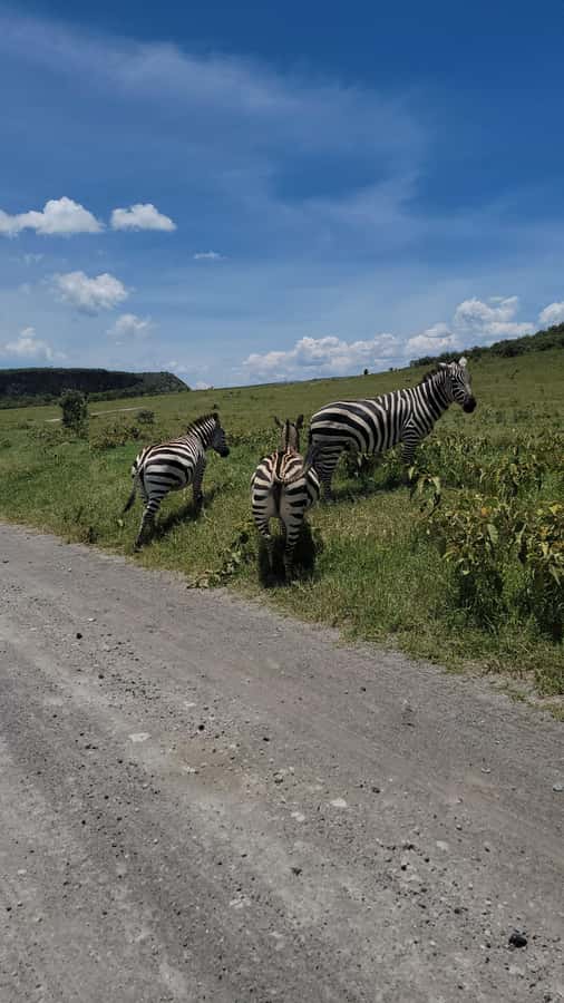 Hells Gate National Park & Lake Naivasha Boat Ride - The Nairobi pickup and Great Rift Valley viewpoint