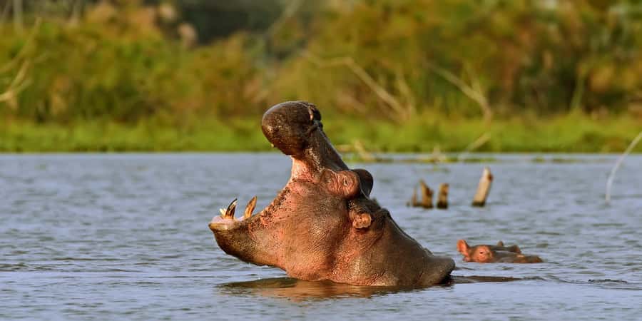 Hellsgate and Lake Naivasha Day Trip from Nairobi - Wildlife is better from a bicycle than behind glass