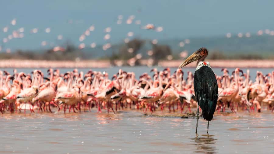 Hellsgate and Lake Naivasha Day Trip from Nairobi - Lake Naivasha offers two very different add-ons
