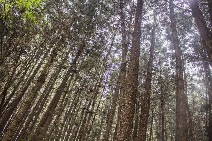 Hike in The Karura Forest - Why Karura Forest makes a good city escape