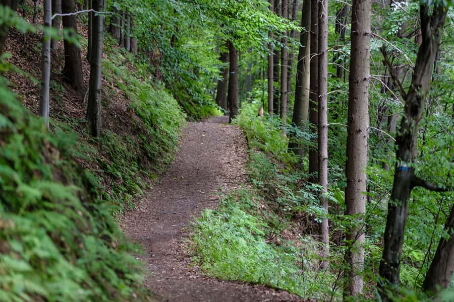Hike in The Karura Forest - Is $41 a fair price?