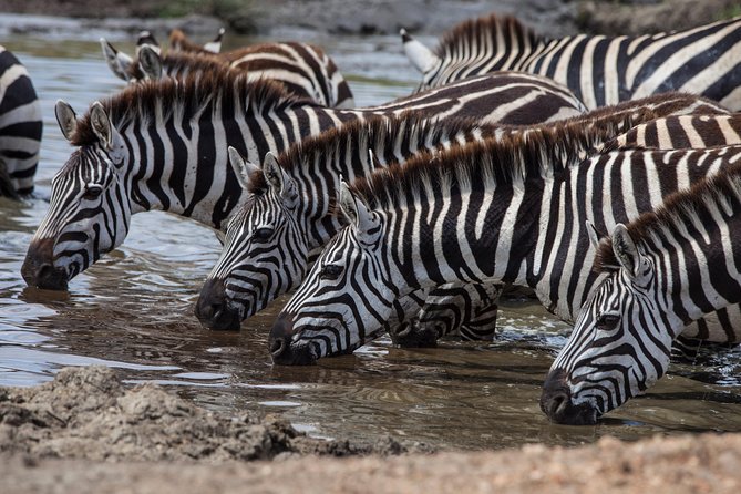 Introducing Kenya Safari Package - Key points at a glance