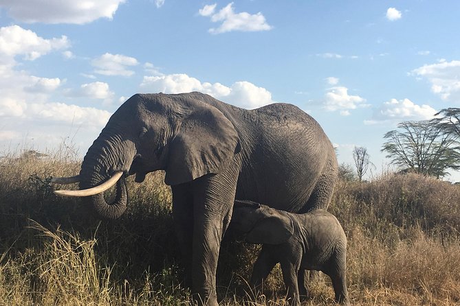 Introducing Kenya Safari Package - Maasai Mara brings the biggest wildlife promise