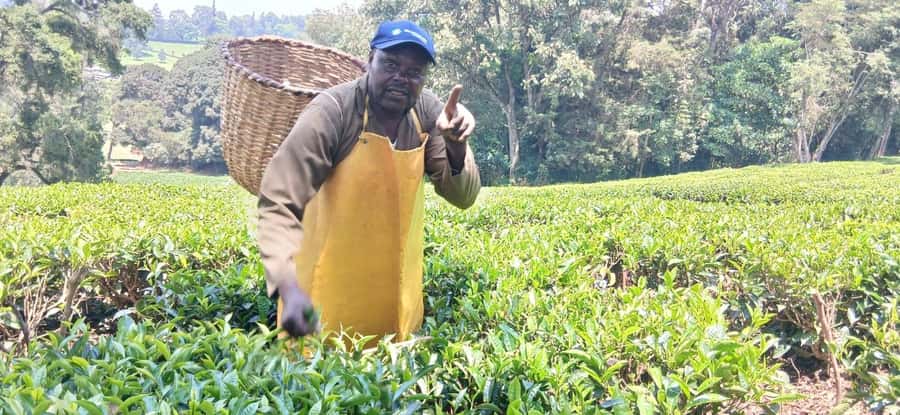 Kaimbethu tea farm tour and lunch package - Tea tasting and the pleasure of slowing down