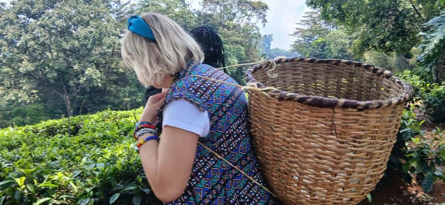 Kaimbethu tea farm tour and lunch package - What the $50 price really covers
