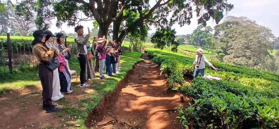 Kaimbethu tea farm tour and lunch package - Who will enjoy this farm visit most?