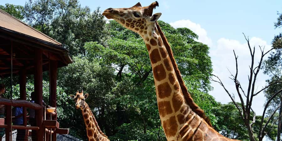 Karen Blixen, Beads Factory, Giraffe Center & Bomas Day Tour - Meeting Rothschild giraffes at the Giraffe Centre