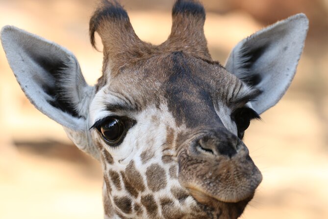Karen Blixen Museum, Beads craft and Giraffe Day tour - Timing, food, and booking advice