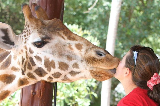 Karen Blixen Museum & Giraffe Centre Half day tour - Who will enjoy this most?