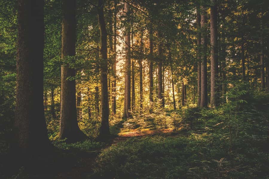 Karura forest A walking tour from Nairobi - Walking the forest paths and streams