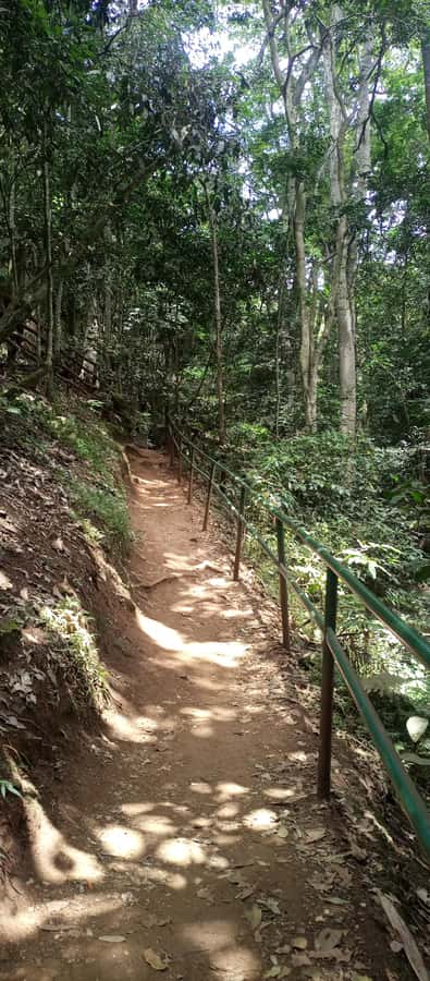 Karura forest: A walking tour into Nairobi's Nature Oasis - Why Karura Forest makes a good Nairobi break