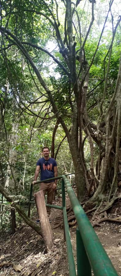 Karura forest: A walking tour into Nairobi's Nature Oasis - Shaded trails beneath the forest canopy