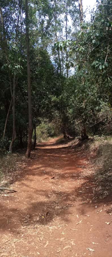 Karura forest: A walking tour into Nairobi's Nature Oasis - Karura Waterfalls and the sound of the river