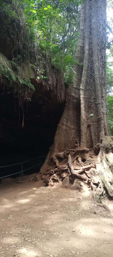 Karura forest: A walking tour into Nairobi's Nature Oasis - Picnic time and what you need to bring