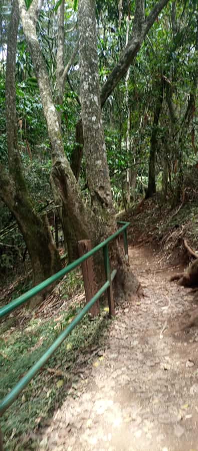 Karura forest: A walking tour into Nairobi's Nature Oasis - River walk, wildlife, and the return to Gate C