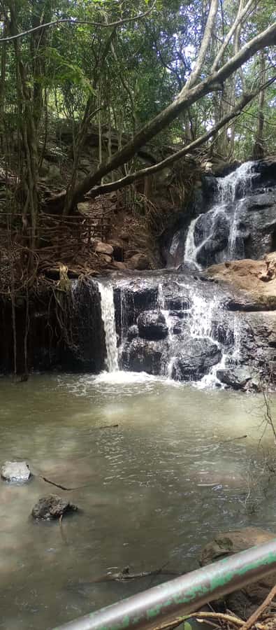 Karura forest: A walking tour into Nairobi's Nature Oasis - Meeting at Gate C and getting started