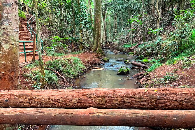 Karura Forest Nature Trail - Walking, jogging, or cycling the marked routes